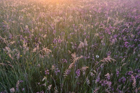 Meadow with Ragged Robins