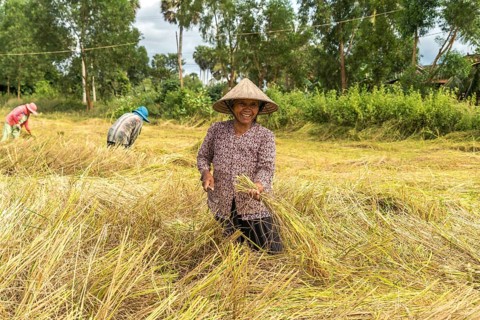 Women harvesting rice in the fields