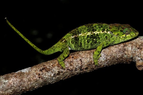Amber Mountain chameleon