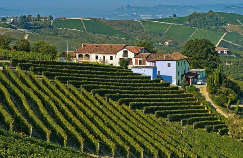 Winery and vineyards of Nebbiolo grapes for Barbaresco red wine