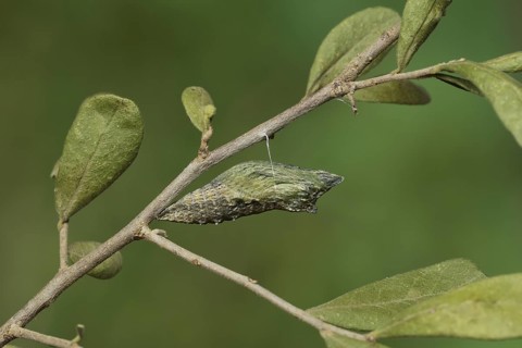 Black Swallowtail