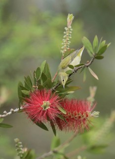 Tennessee Warbler