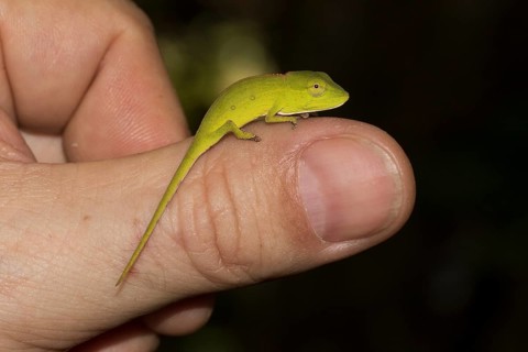 Perinet chameleon or Malagasy side-striped chameleon