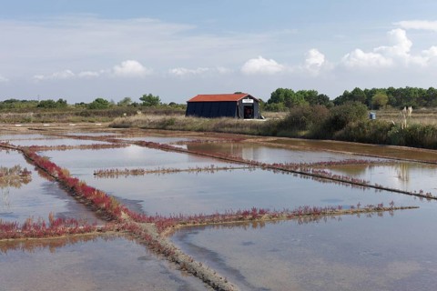 Salt marshes