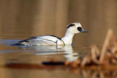 Smew