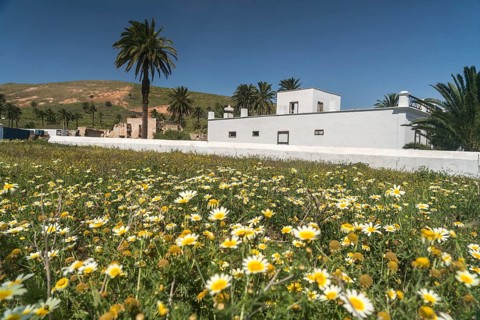 Spring flowers in Haria