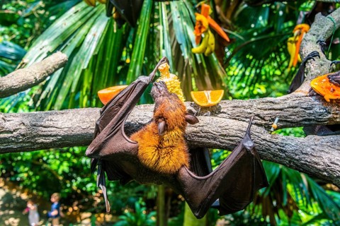Large flying fox
