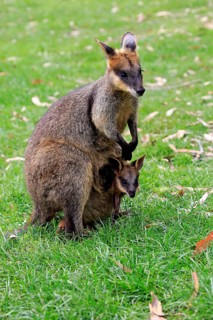 Agile Wallaby