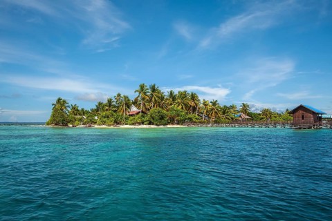 Coconut trees