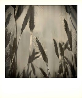 Polaroid effect of ears of wheat