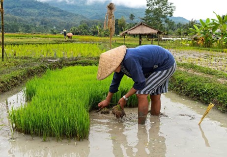 Farmer with bamboo hat during planting in rice field