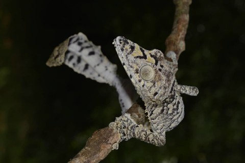 Giant leaf-tail gecko