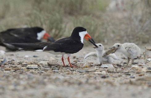 Black skimmer