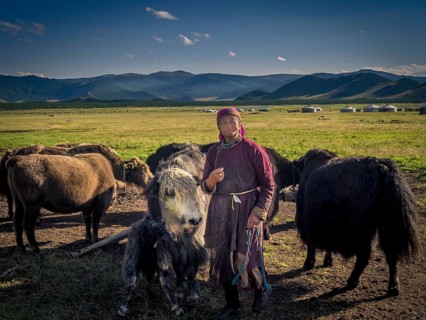 Nomad with yaks