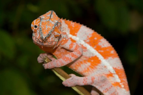 Angel's chameleon