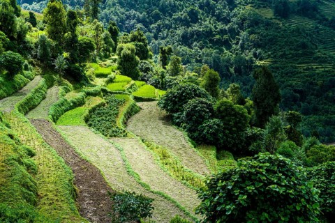 Agricultural landscape