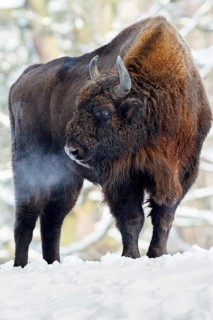 Wisent