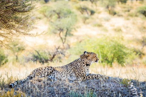 Cheetah