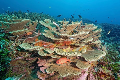 Blackbar soldierfish