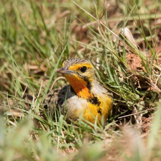 Cape longclaw