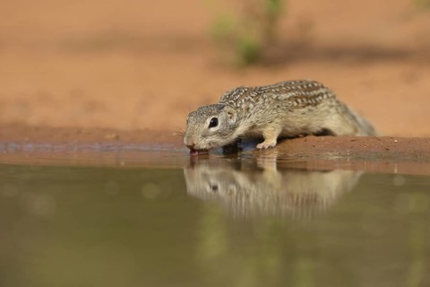 Mexican Ground Squirrel
