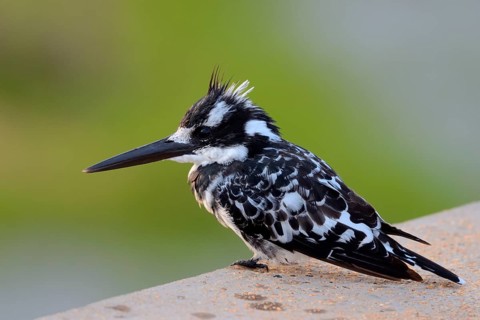 Pied Kingfisher
