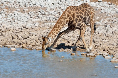 Giraffe