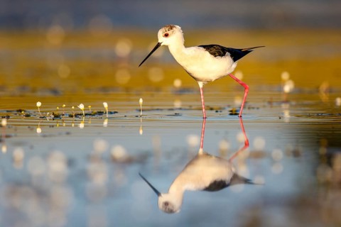 Black-winged stilt