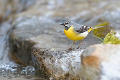 Grey wagtail