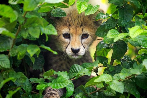 Cheetah