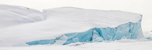 Polar bears
