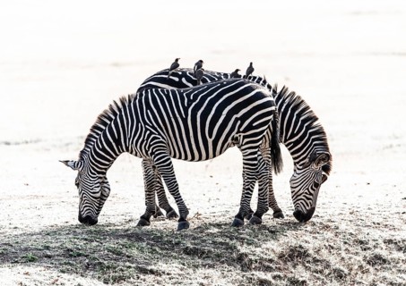 A pair of Crawshay's zebras