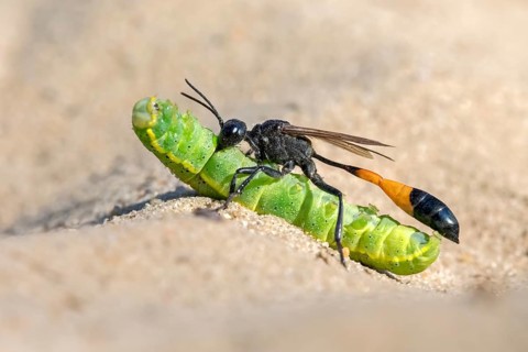 Common Sand Wasp