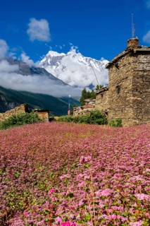 Farmhouse with pink buckwheat fields in blossom