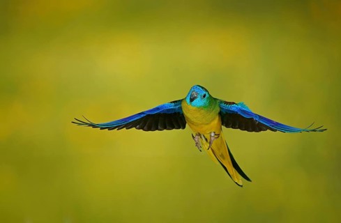 Turquoise parrot
