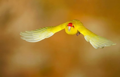 Red-crowned parakeet or red-fronted parakeet