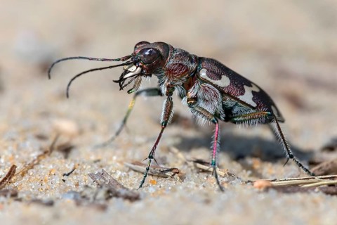 Northern dune tiger beetle