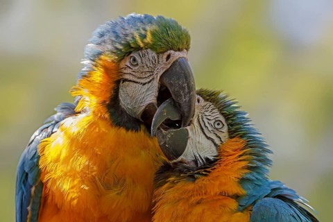 Blue and yellow macaws
