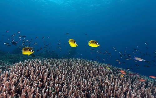 Raccoon butterflyfish