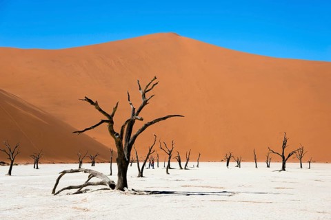 Dead camel or giraffe thorn