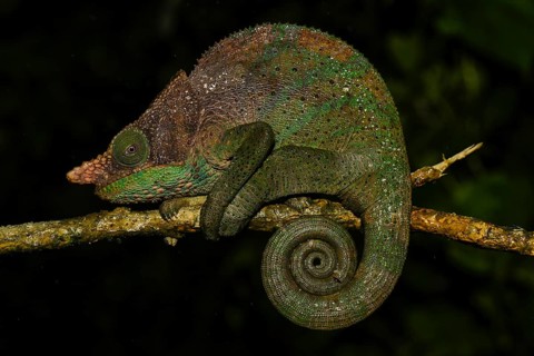 O'Shaughnessy's chameleon