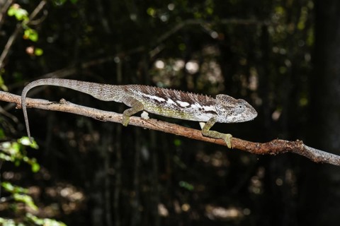 Warty chameleon