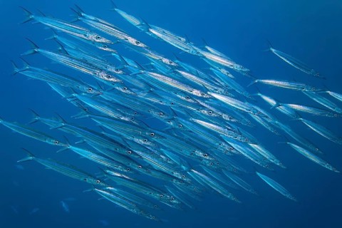 Bigeye barracuda