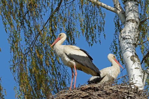 White Storks