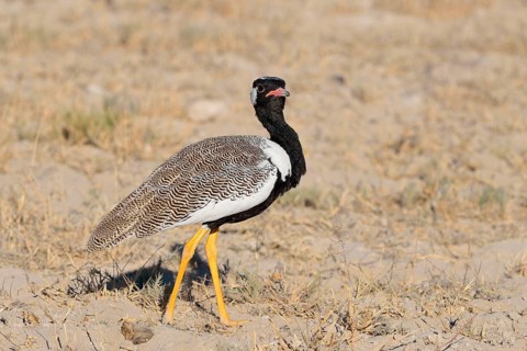 Northern black korhaan