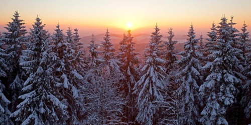 Snow covered spruce trees at sunset in winter