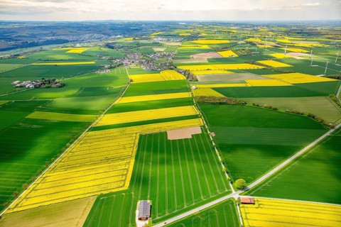 Flowering yellow rape fields