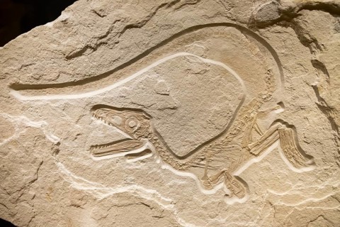 Painted robber dinosaur Sciurumimus albersdoerferi