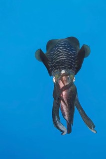 Bigfin reef squid