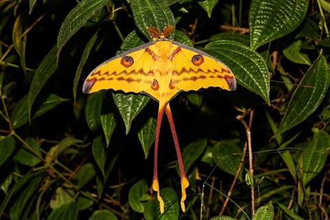 Comet moth